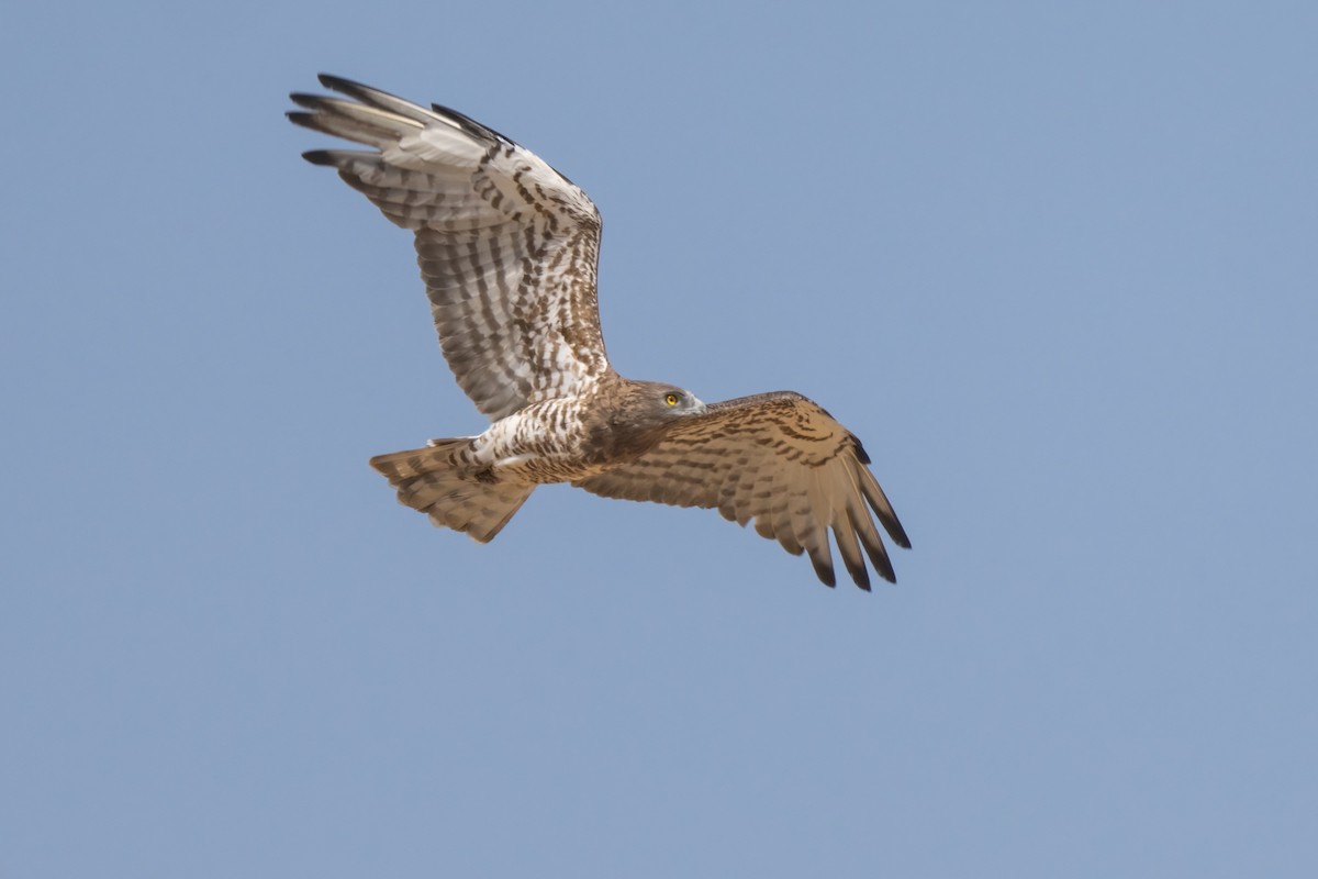 Short-toed Snake-Eagle - ML641852359