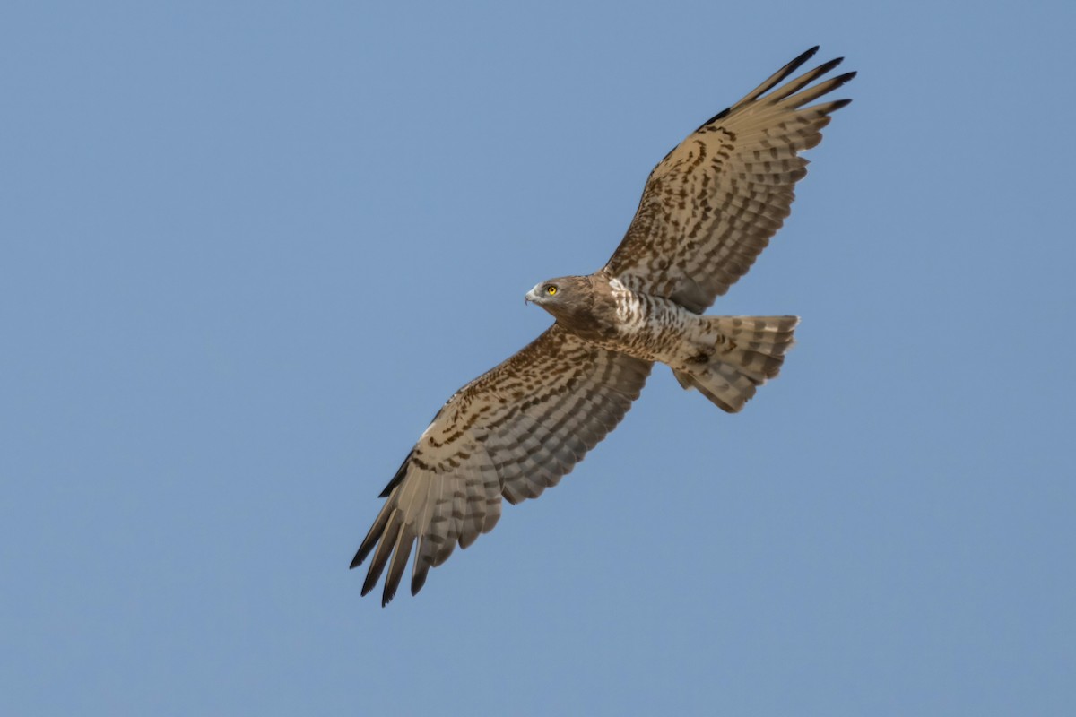 Short-toed Snake-Eagle - ML641852360