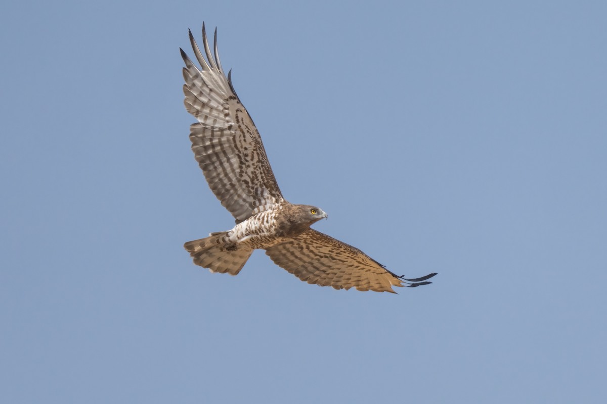 Short-toed Snake-Eagle - ML641852362