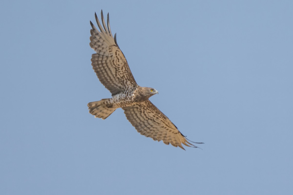 Short-toed Snake-Eagle - ML641852363