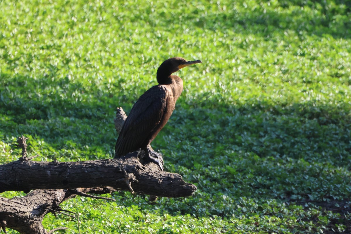 Double-crested Cormorant - ML641852366