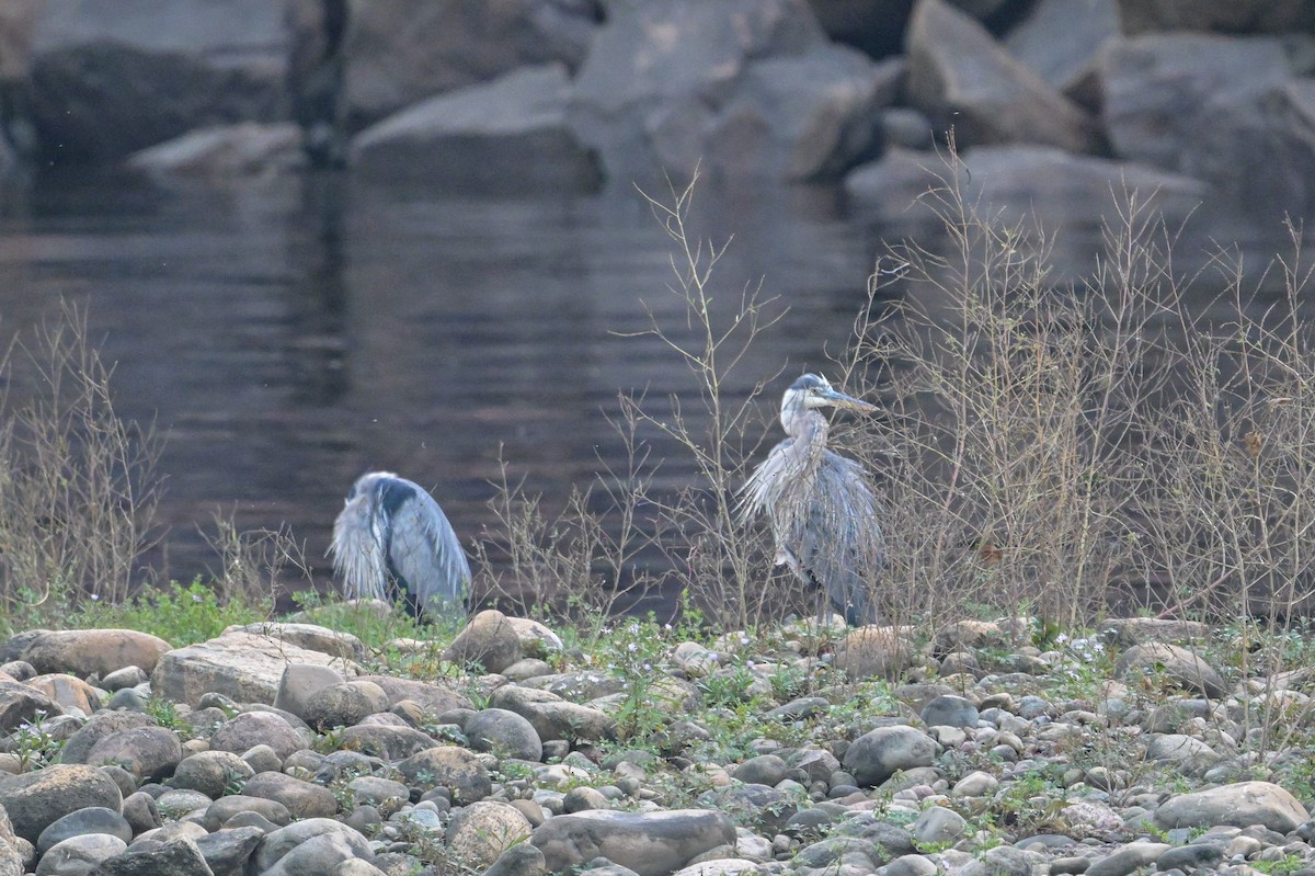 Great Blue Heron - ML641852368