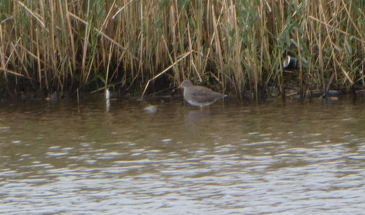 Common Redshank - ML641852369