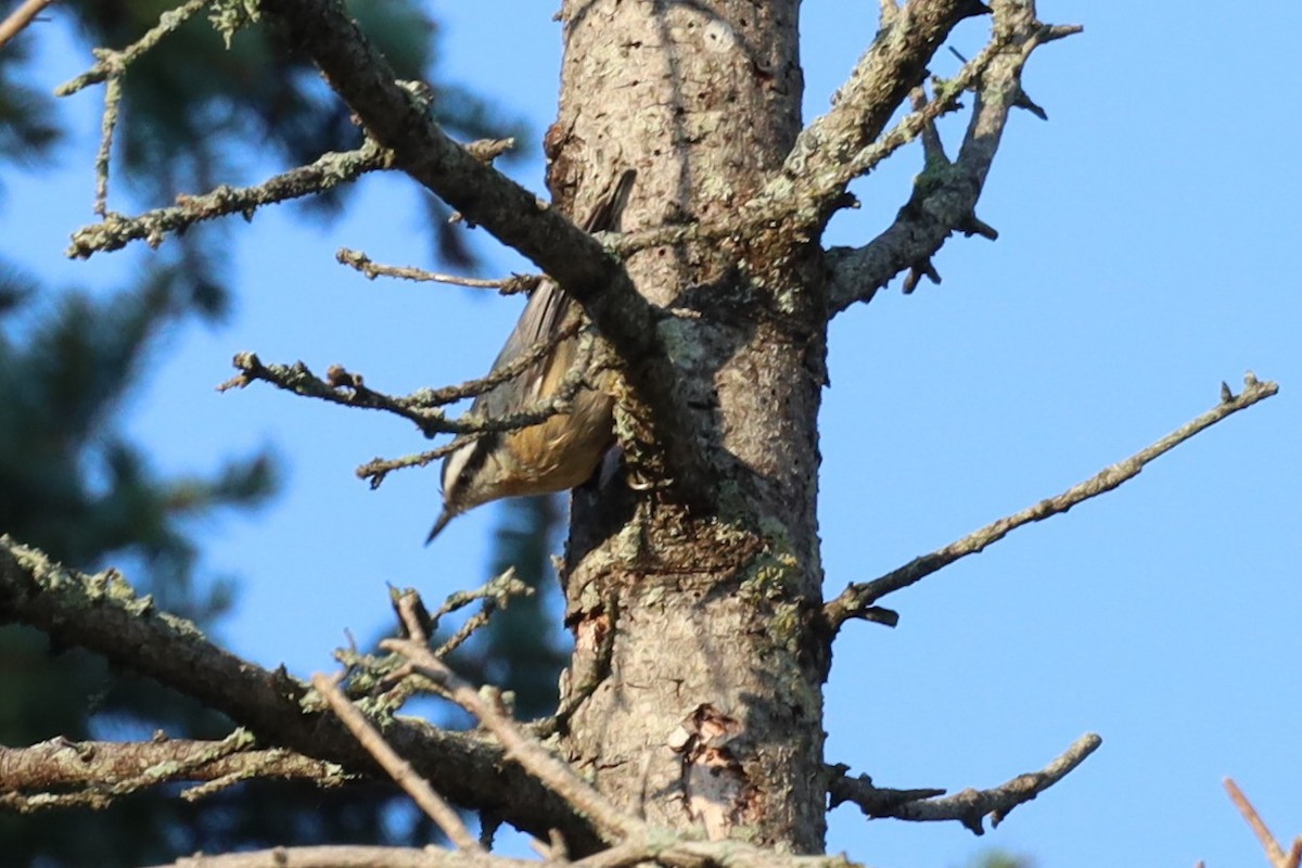 Red-breasted Nuthatch - ML641852370