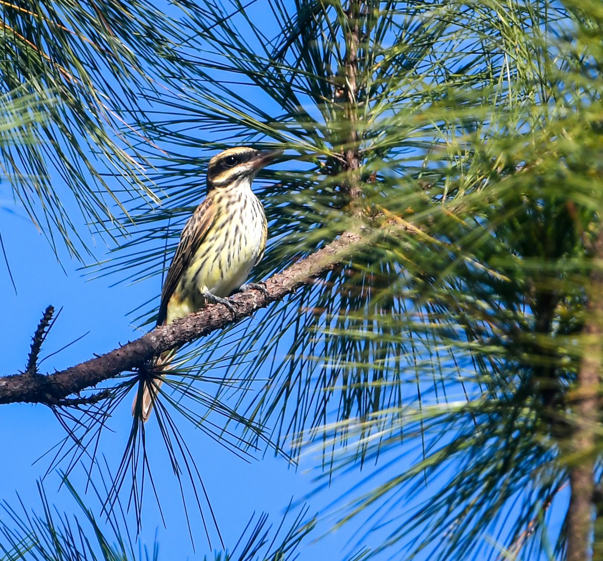 Streaked Flycatcher - ML641852371