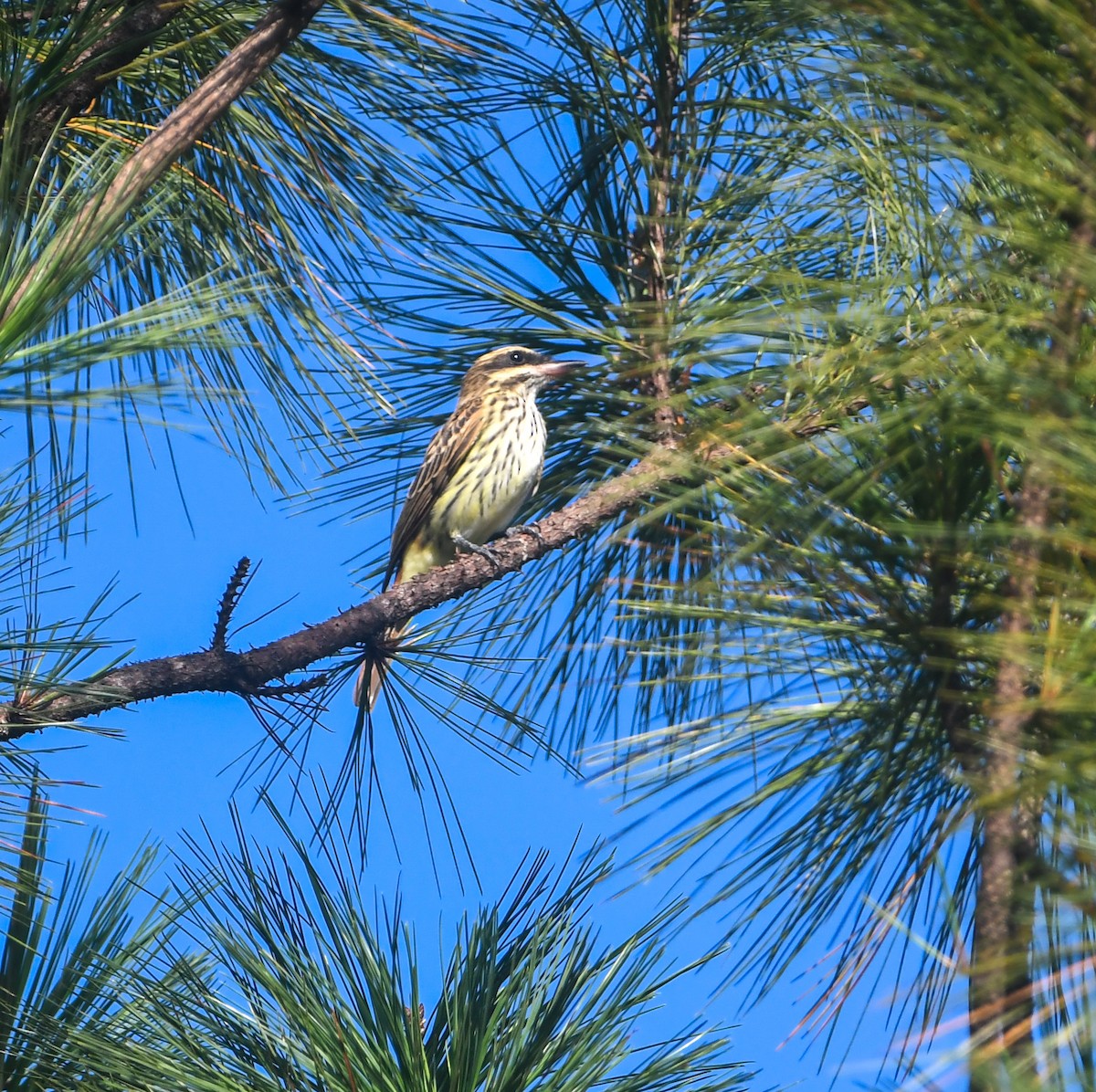 Streaked Flycatcher - ML641852372