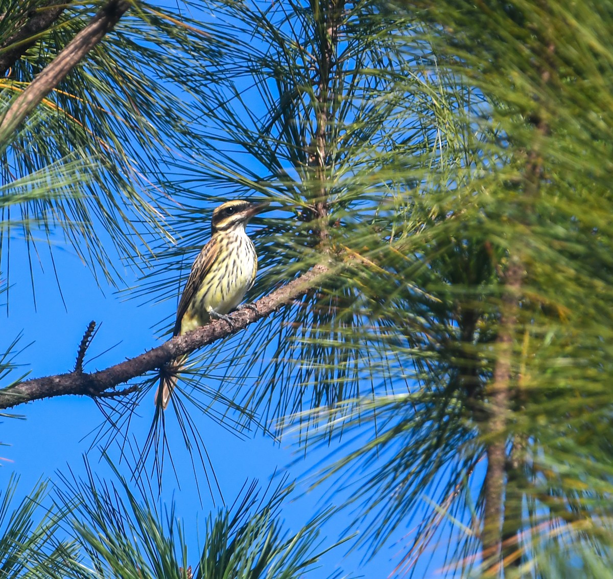 Streaked Flycatcher - ML641852373