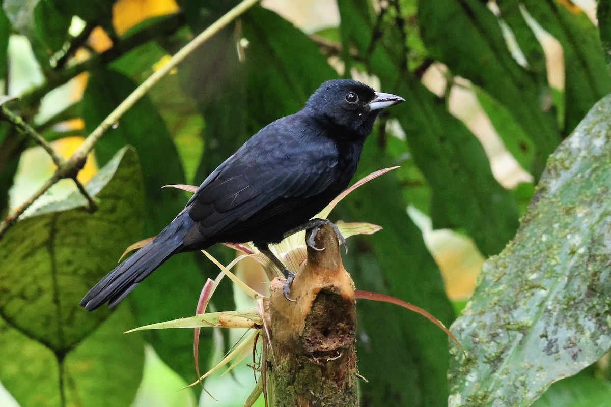 White-lined Tanager - ML641852374