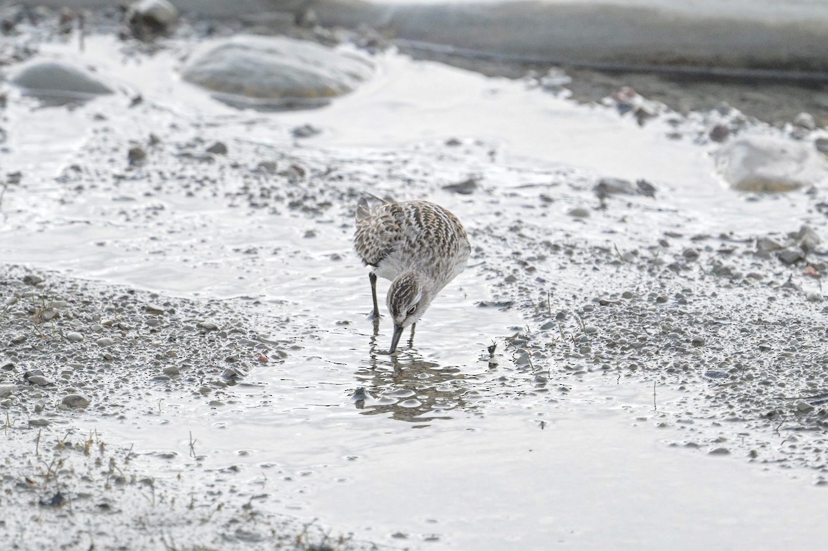 Semipalmated Sandpiper - ML641852375