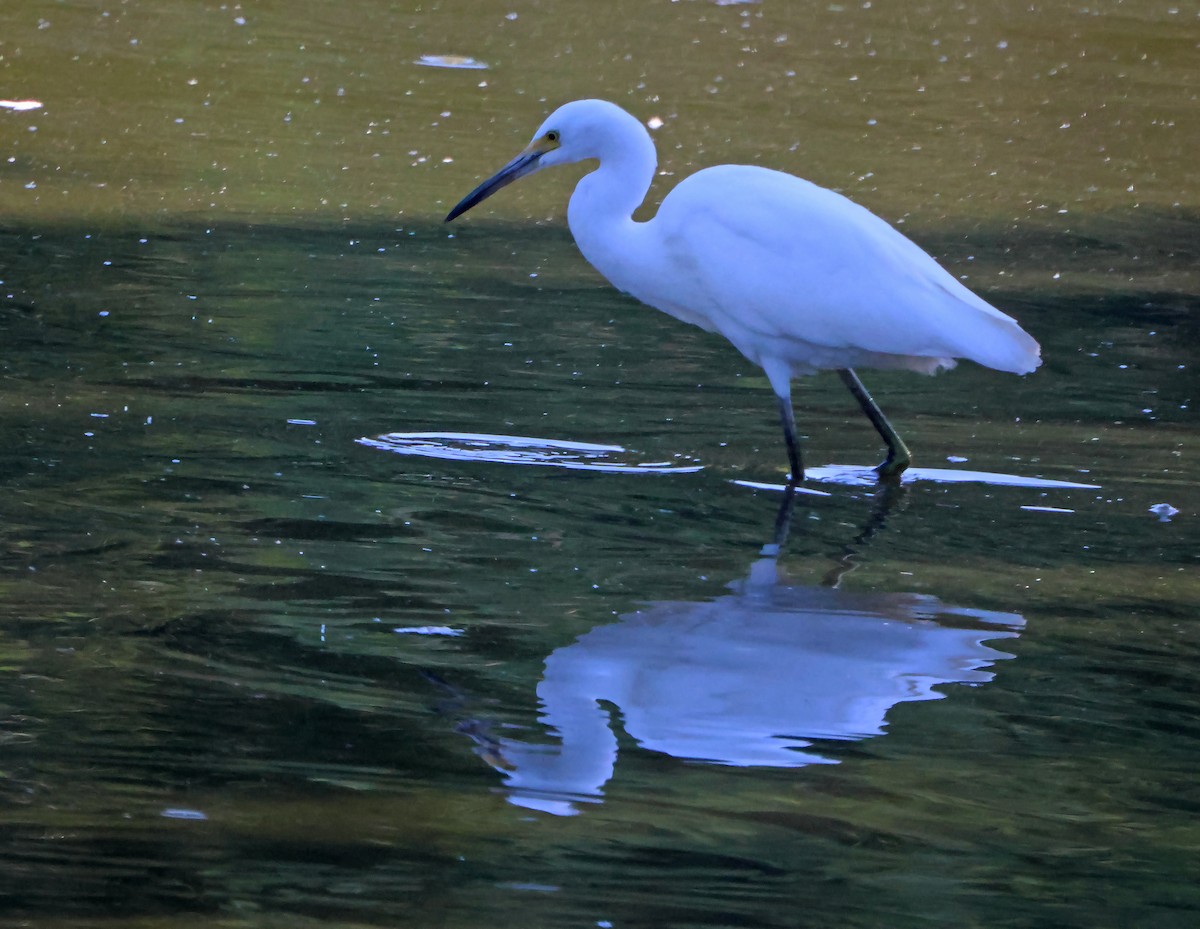 Snowy Egret - ML641852377