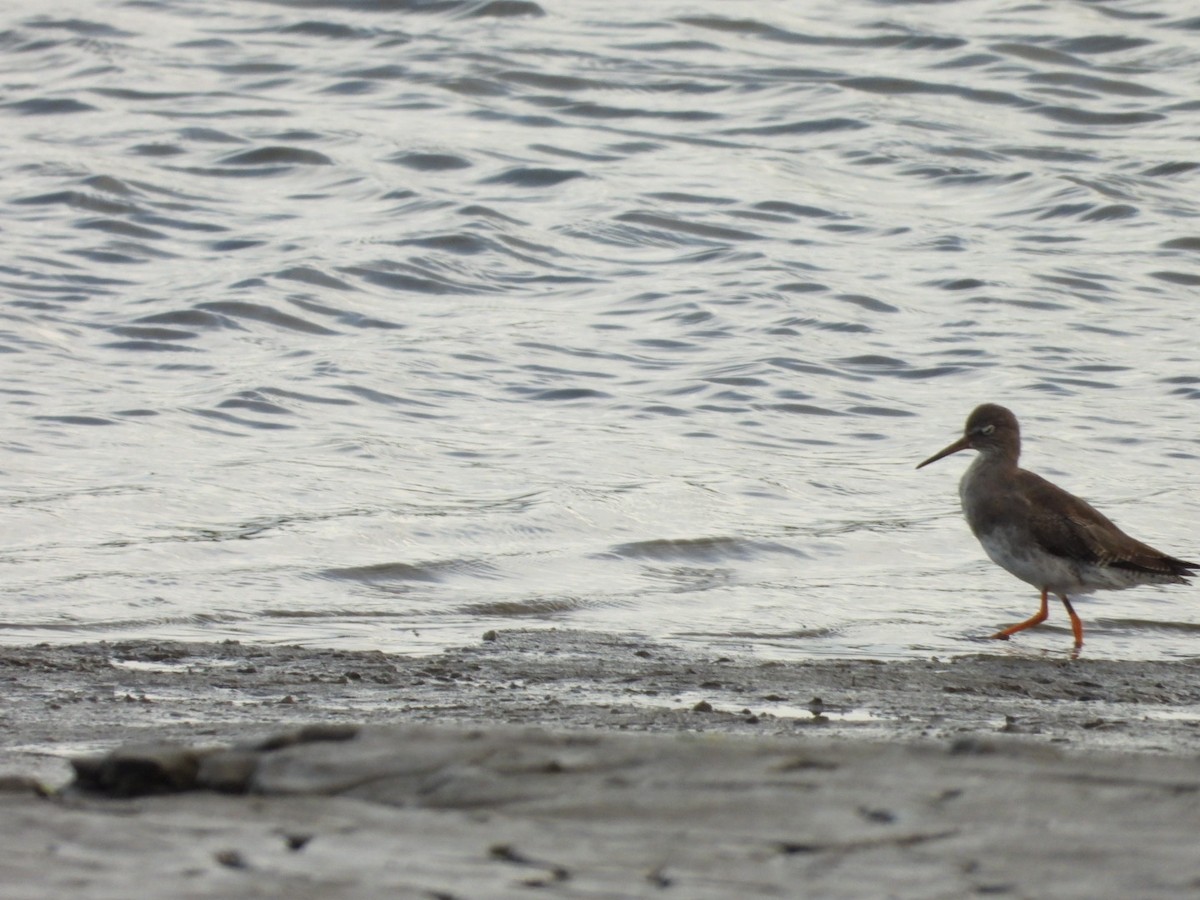 Common Redshank - ML641852385