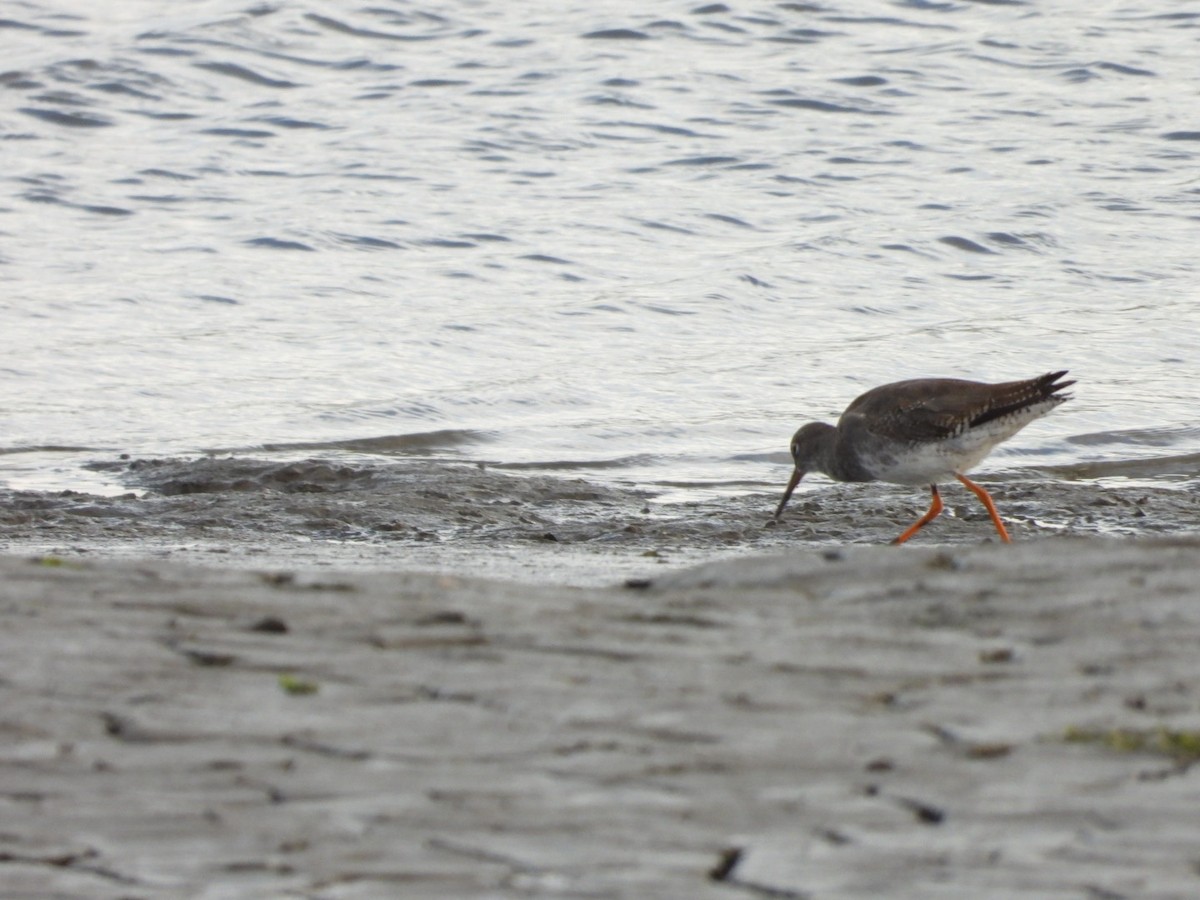 Common Redshank - ML641852386