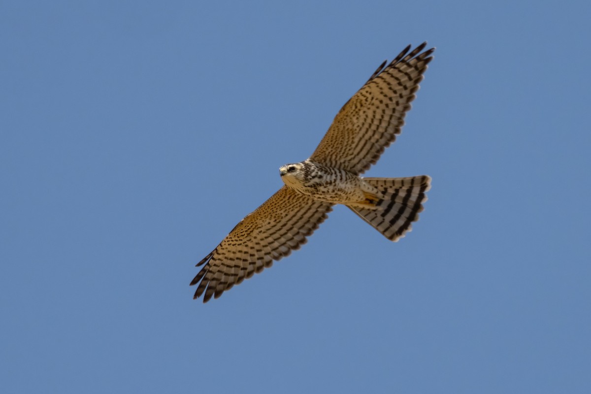 Levant Sparrowhawk - ML641852387