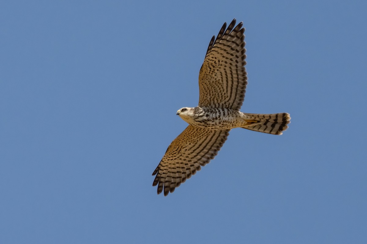 Levant Sparrowhawk - ML641852388