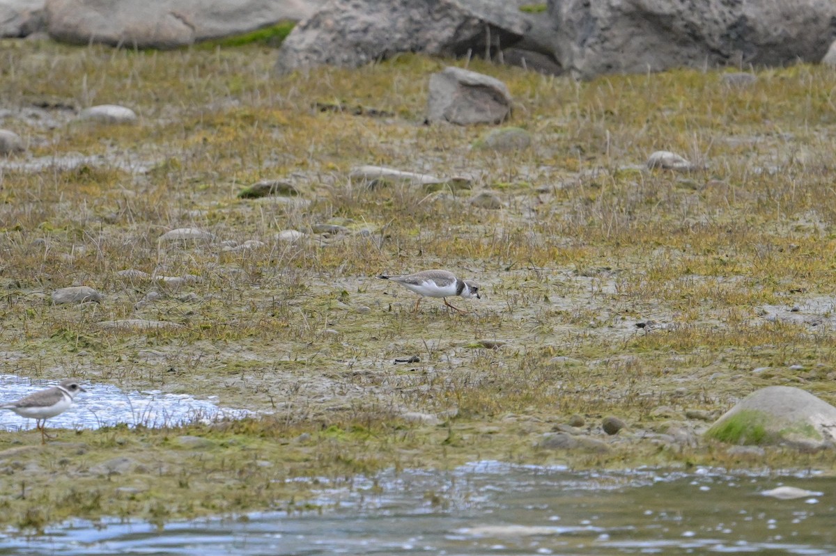 Semipalmated Plover - ML641852389