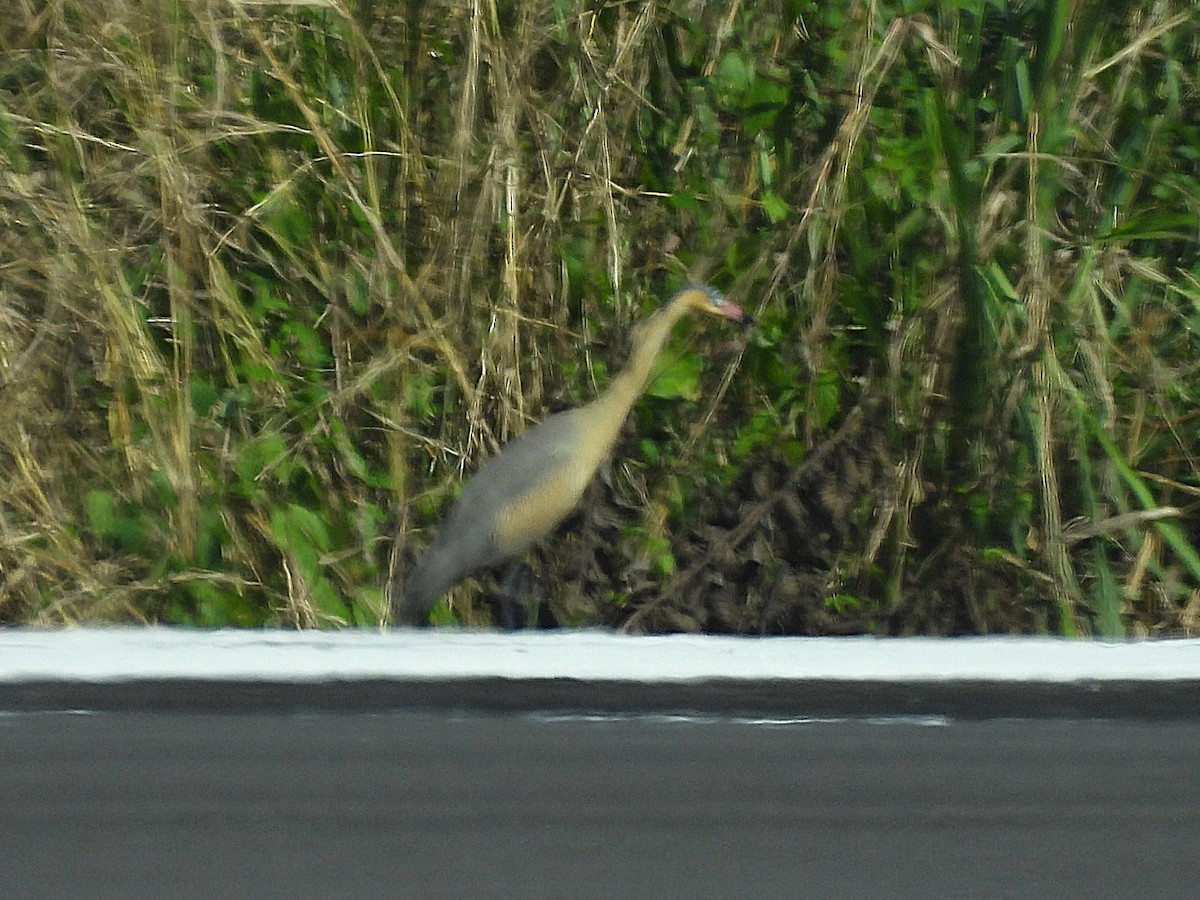 Whistling Heron - ML641852396