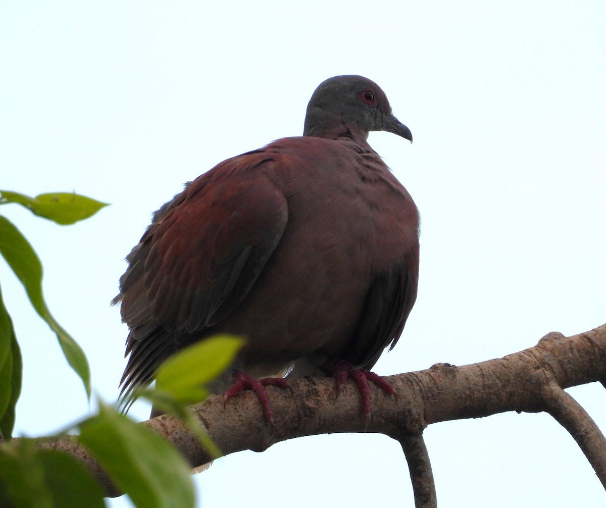 Pale-vented Pigeon - ML641852403