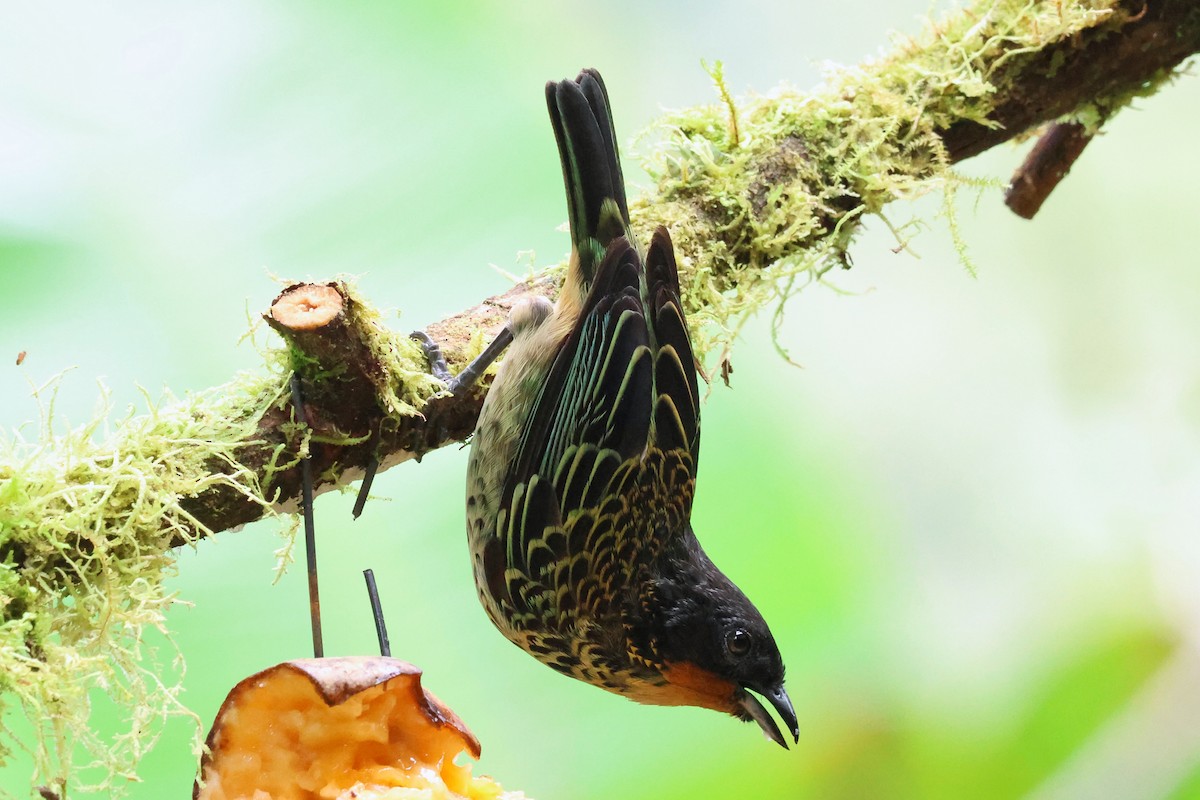 Rufous-throated Tanager - ML641852406