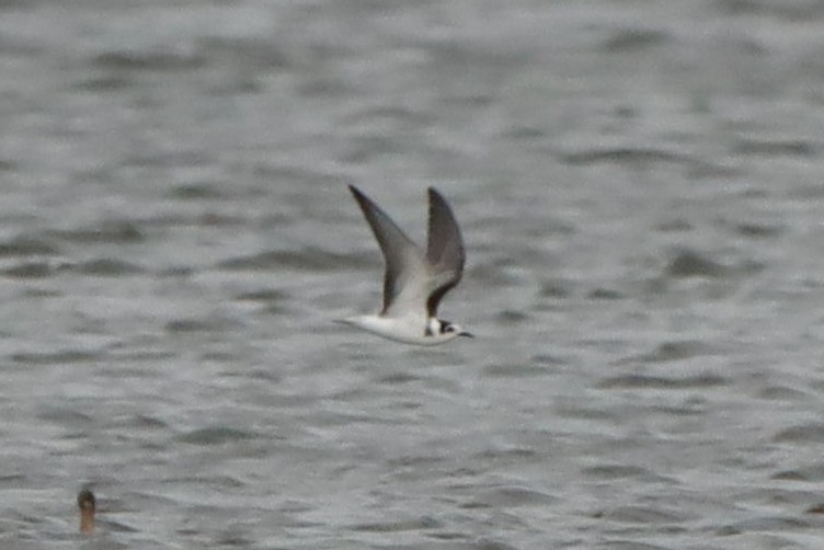 Black Tern - ML641852434