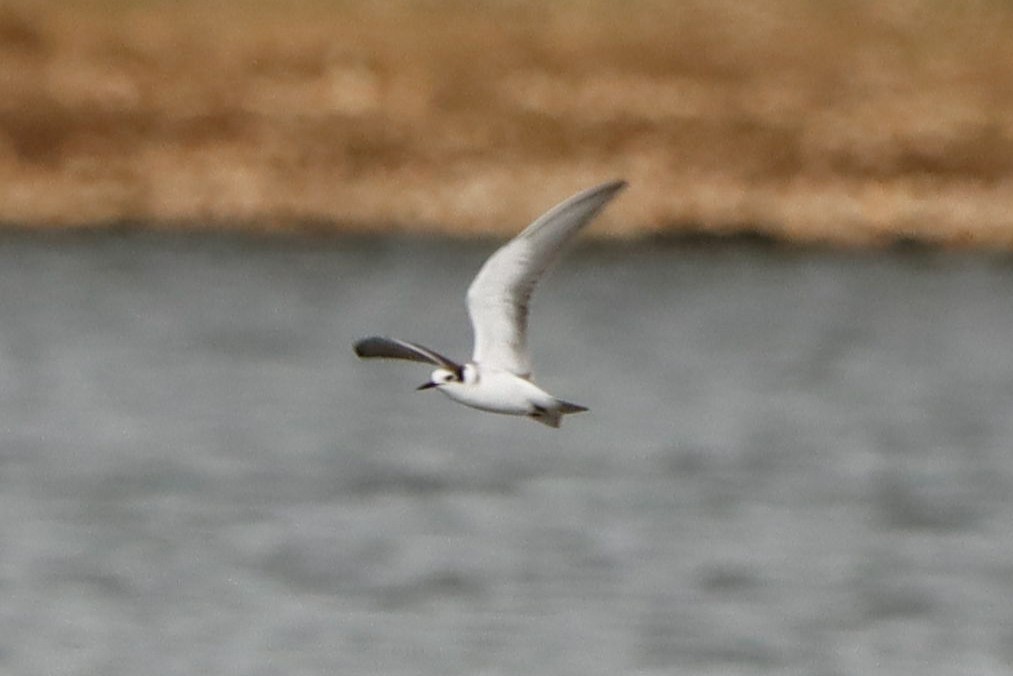 Black Tern - ML641852435