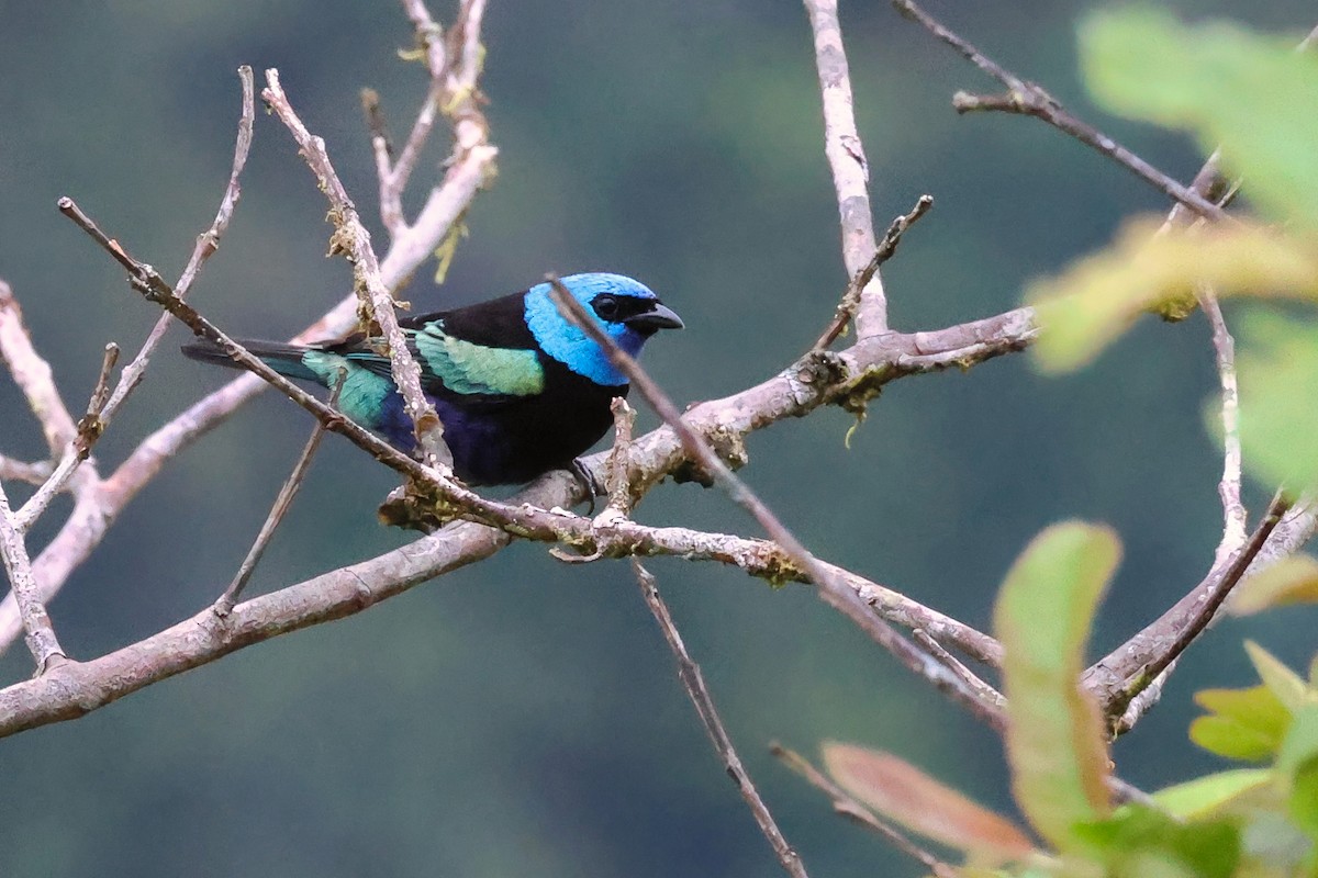 Blue-necked Tanager - ML641852454