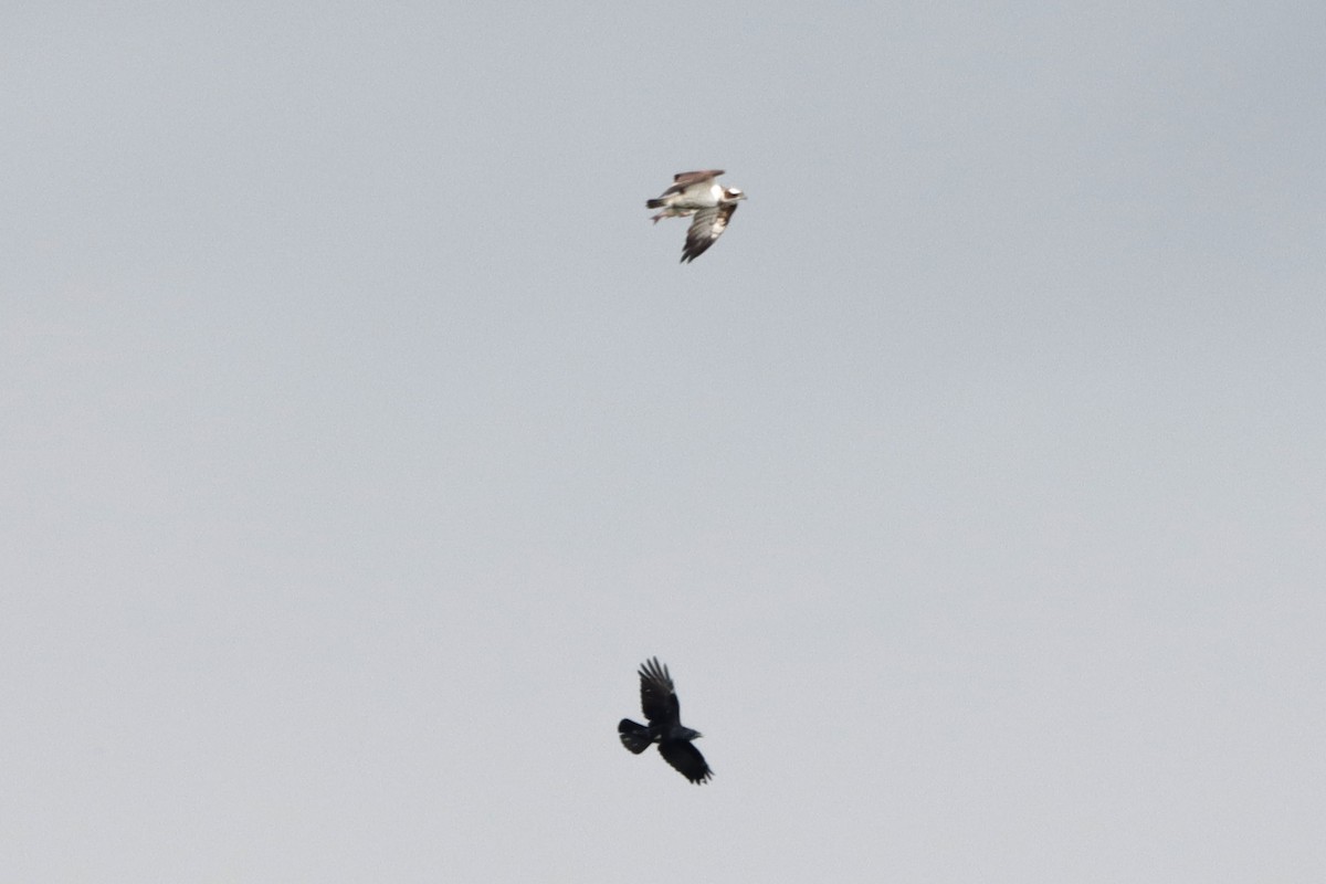 Osprey - ML641852476