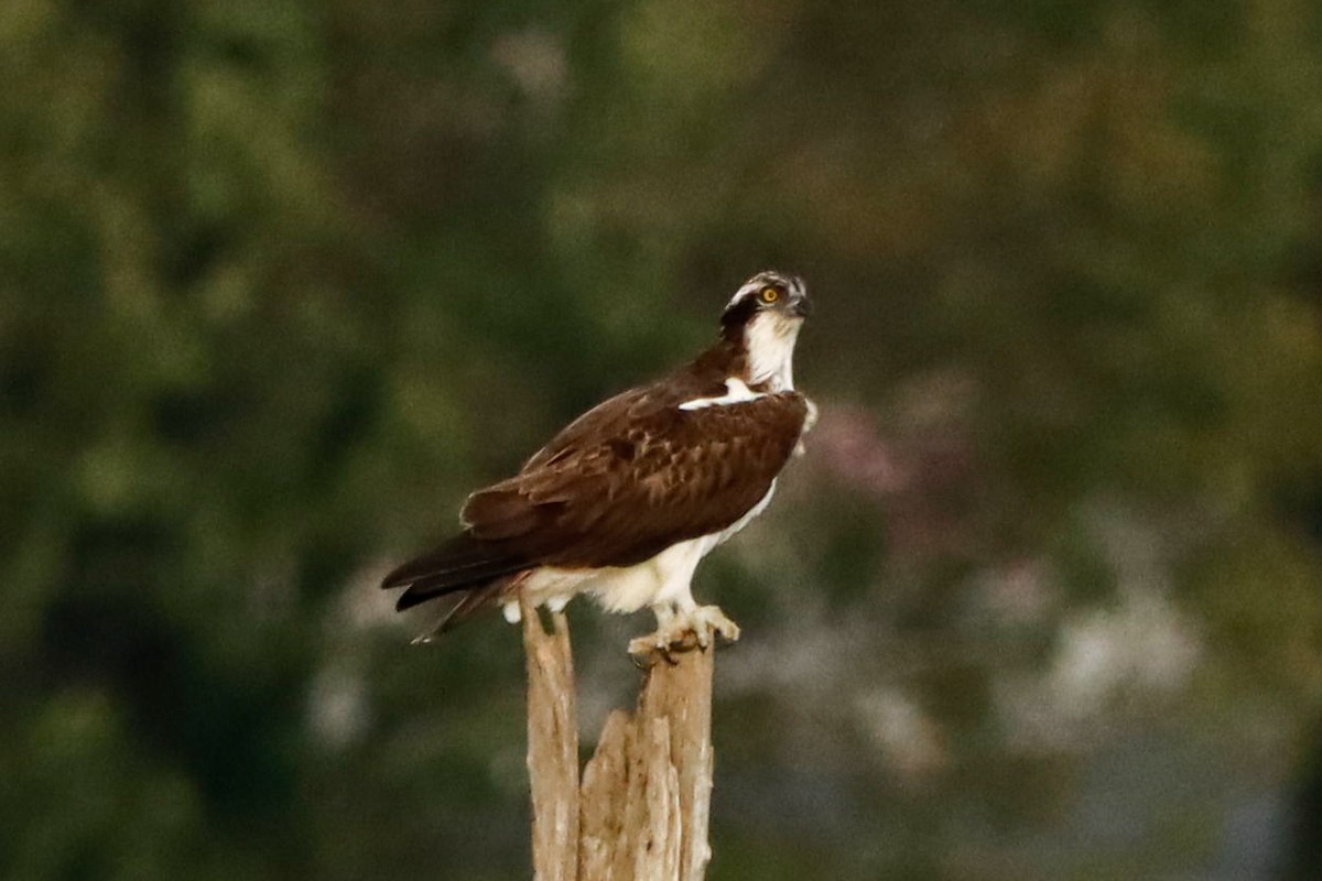 Osprey - ML641852477