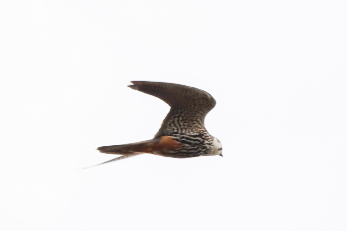 Eurasian Hobby - ML641852496