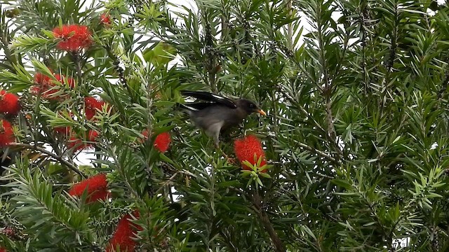 Jungle Myna (Blue-eyed) - ML641852499