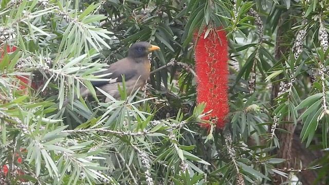 Jungle Myna (Blue-eyed) - ML641852501