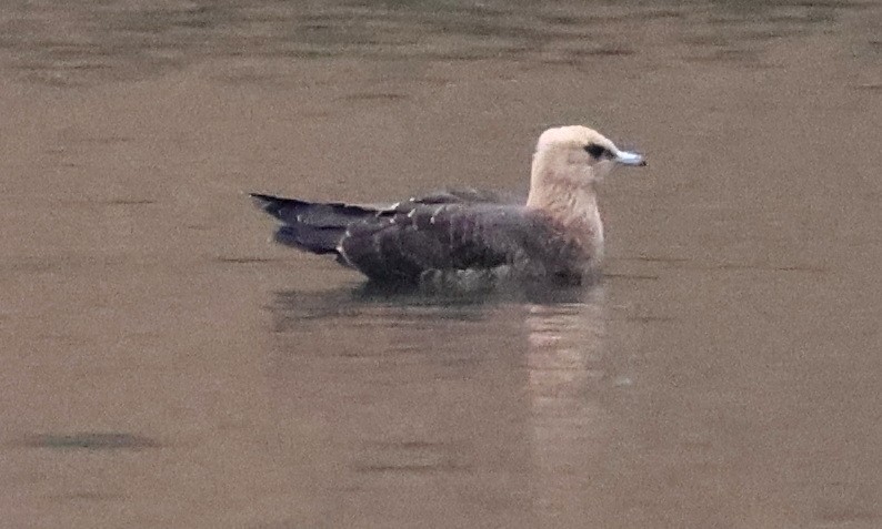 Parasitic Jaeger - ML641852527