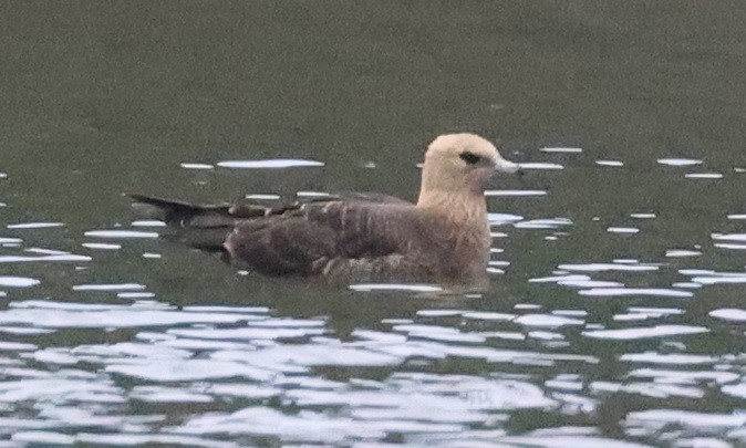 Parasitic Jaeger - ML641852528