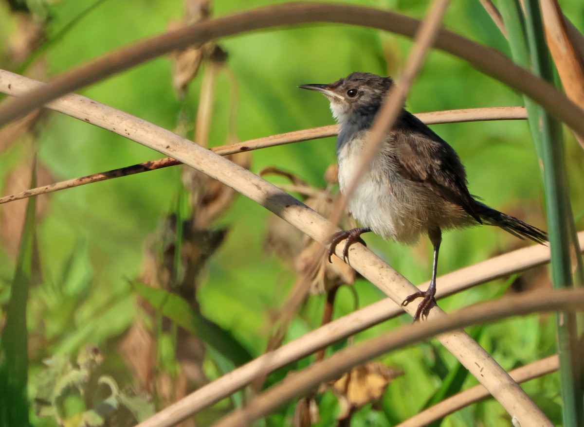 Marsh Wren - ML641852543