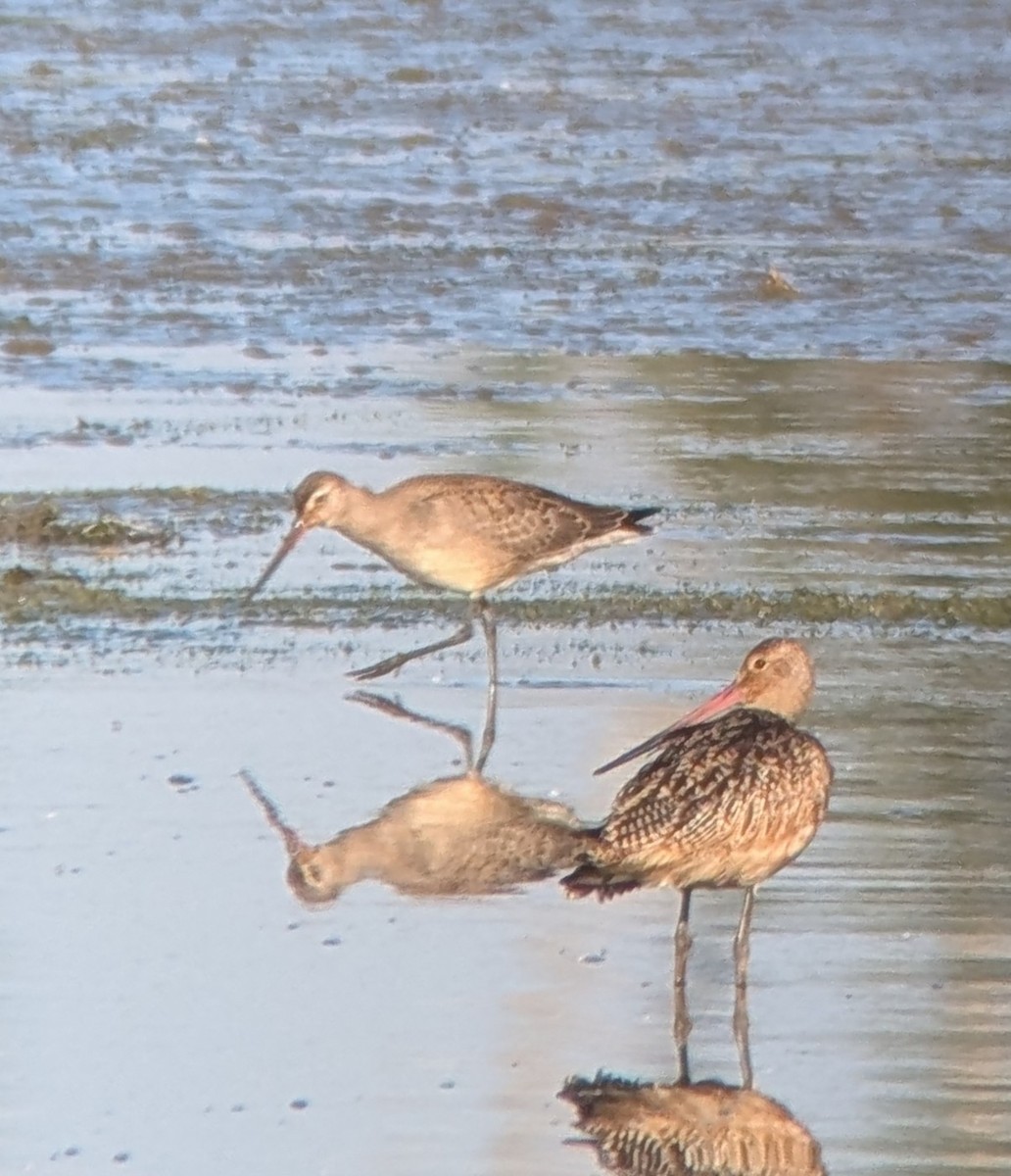 Hudsonian Godwit - ML641852550