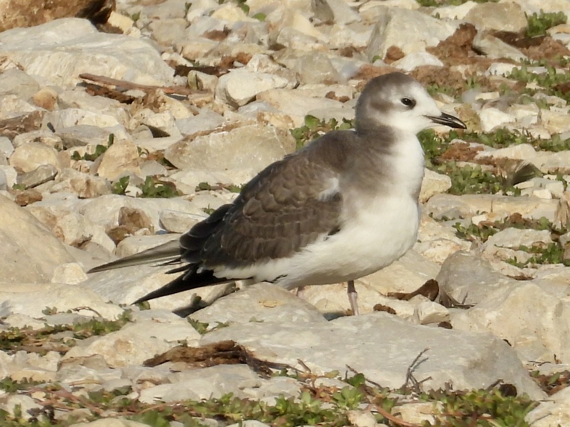 Sabine's Gull - ML641852552