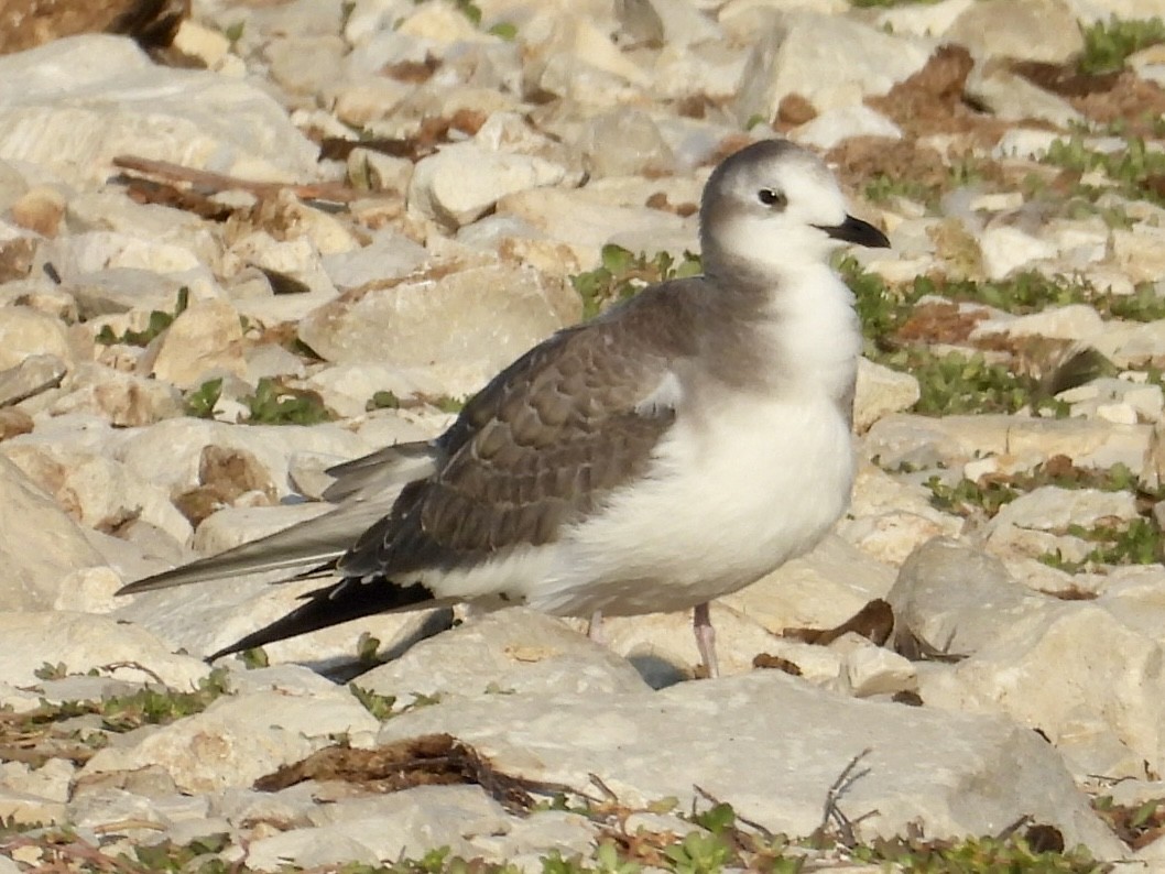 Sabine's Gull - ML641852553