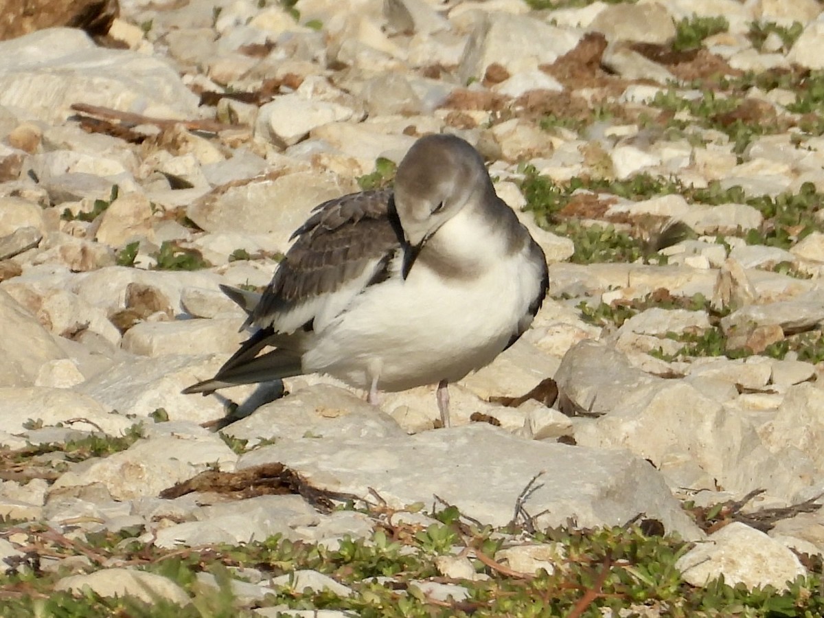 Sabine's Gull - ML641852554