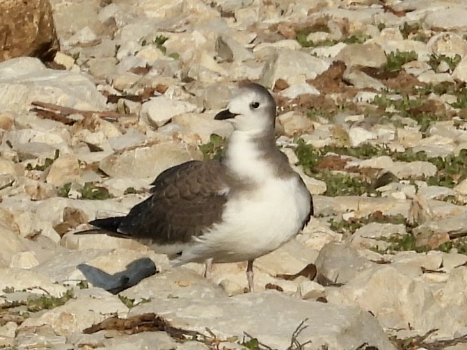 Sabine's Gull - ML641852555