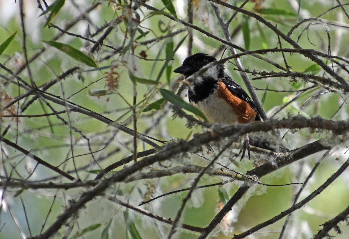 Spotted Towhee - ML641852558