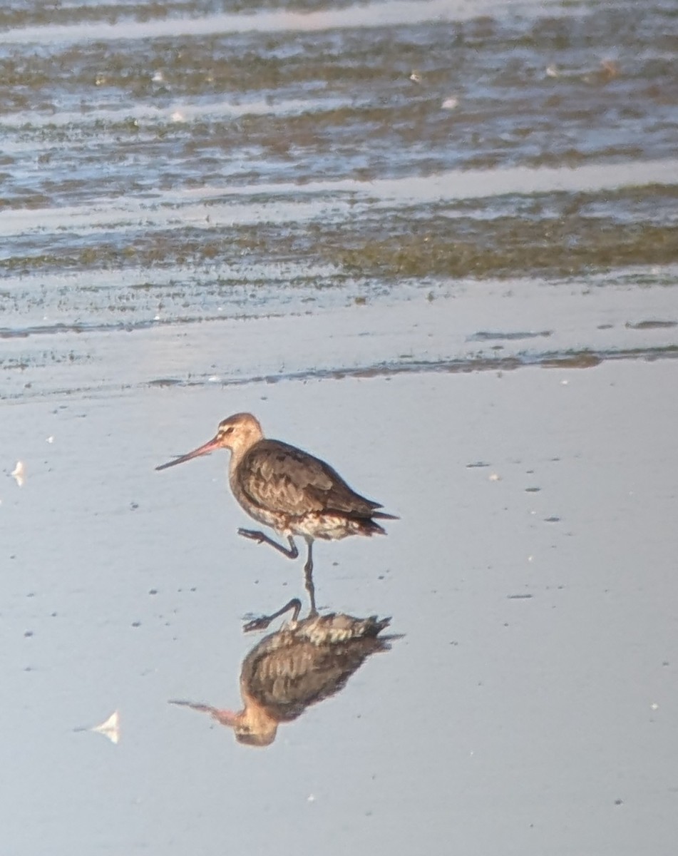Hudsonian Godwit - ML641852565