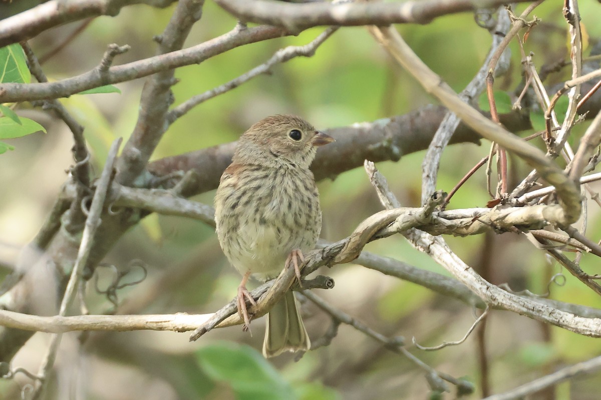 Field Sparrow - ML641852584