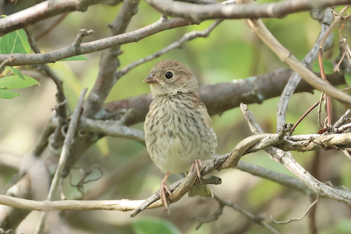 Field Sparrow - ML641852590
