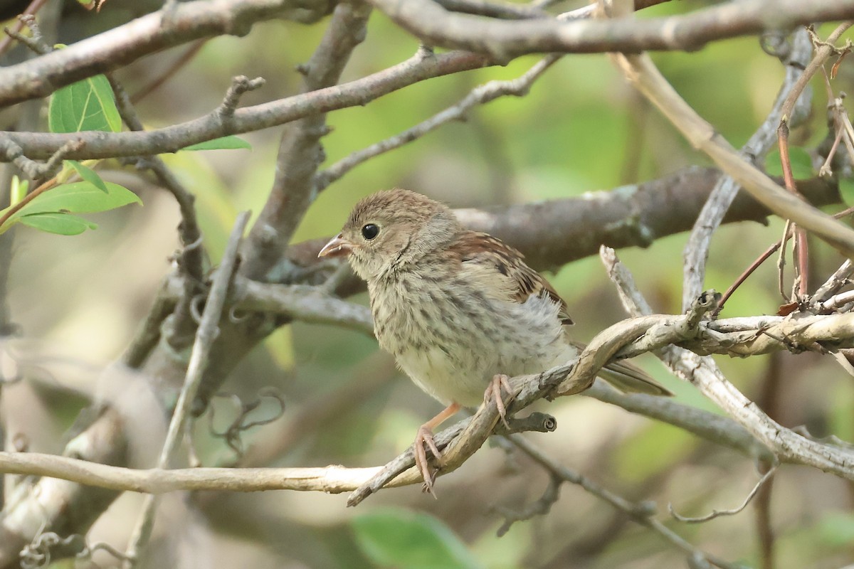 Field Sparrow - ML641852594