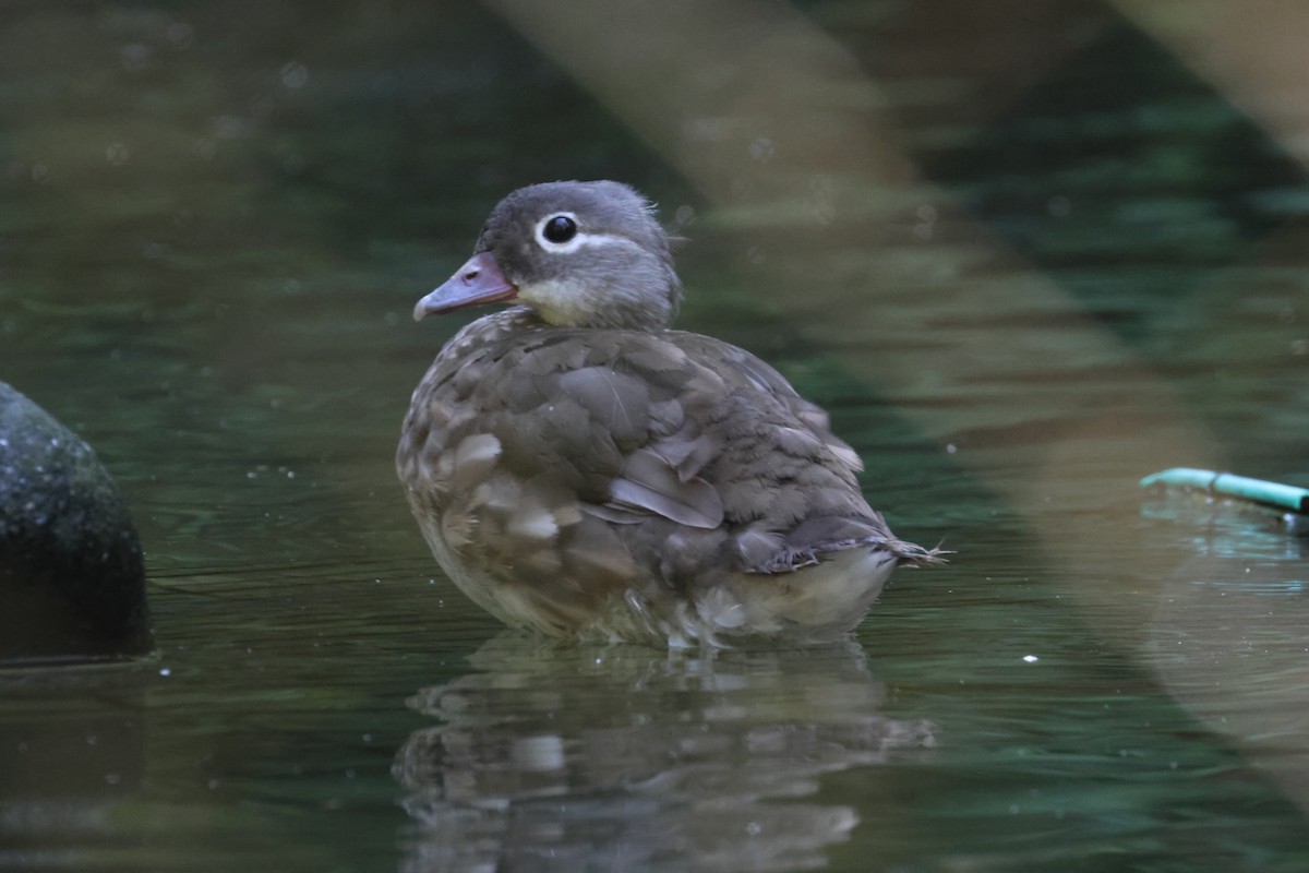 Mandarin Ördeği - ML641852596
