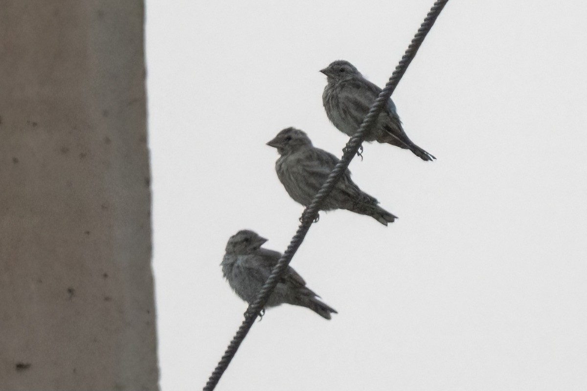Rock Sparrow - ML641852663
