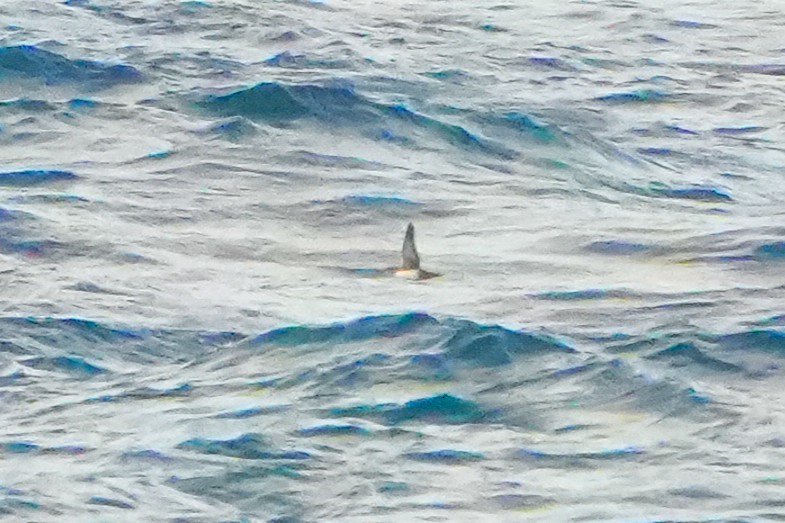 Balearic Shearwater - ML641852670