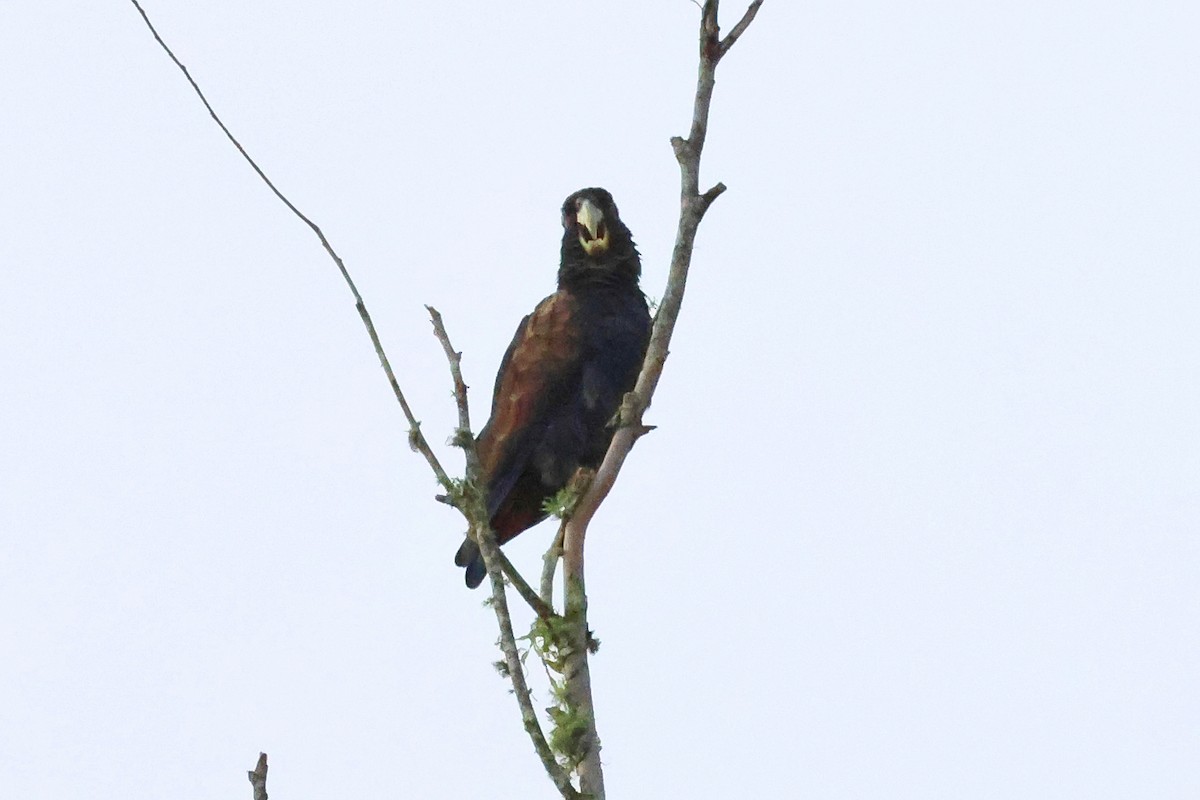 Bronze-winged Parrot - ML641852695
