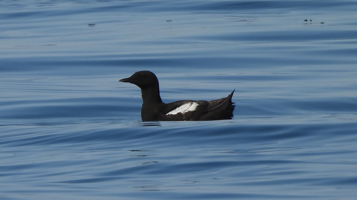 Black Guillemot - ML641852706