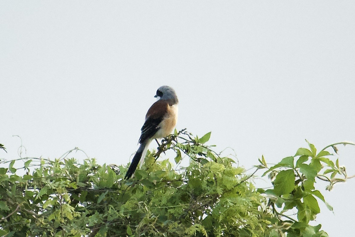 Bay-backed Shrike - ML641852710