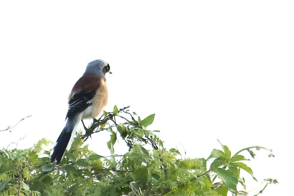 Bay-backed Shrike - ML641852711